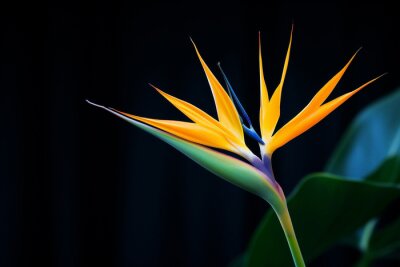 Papier peint  Botanical flower strelitzia colored plant multi nature flora colorful macro tropic leaf exotic