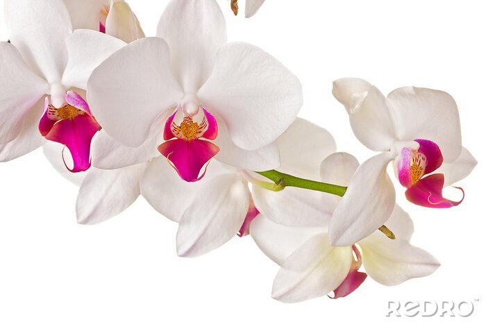 Papier peint  Botte d'orchidées blanches