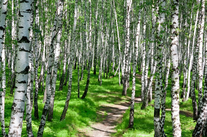 Papier peint  Bouleau au soleil