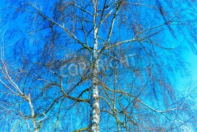 Papier peint  Bouleau d'hiver avec un fond de ciel
