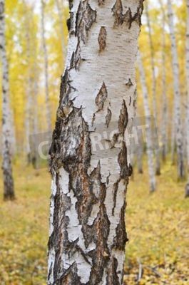 Papier peint  Bouleau dans la forêt d'automne