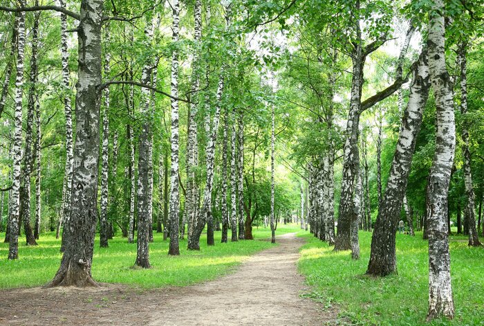 Papier peint  Bouleau dans le parc