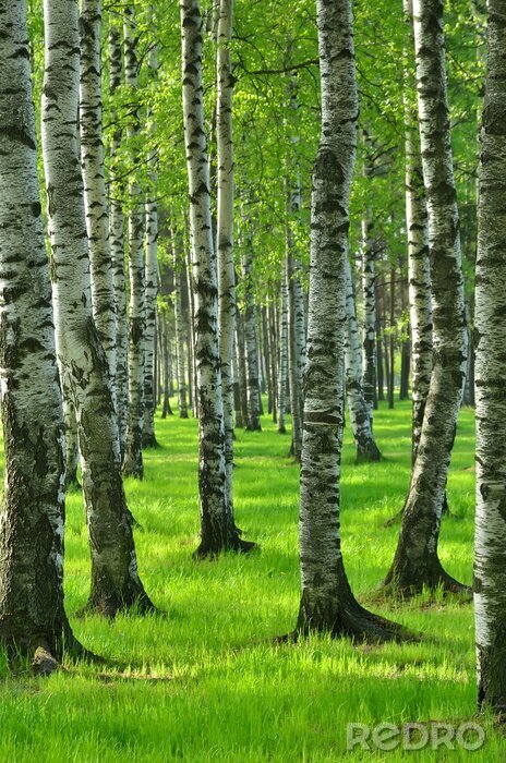 Papier peint  Bouleau de printemps