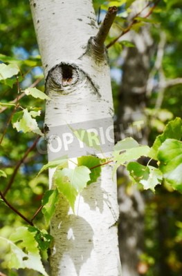 Papier peint  Bouleau en gros plan