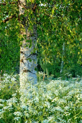 Papier peint  Bouleau et fleurs des champs