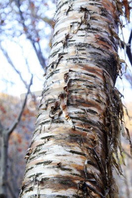 Papier peint  Bouleau pelé