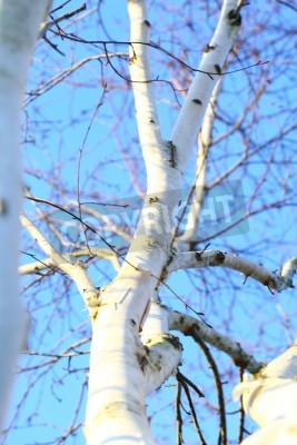 Papier peint  Bouleau sur fond de ciel