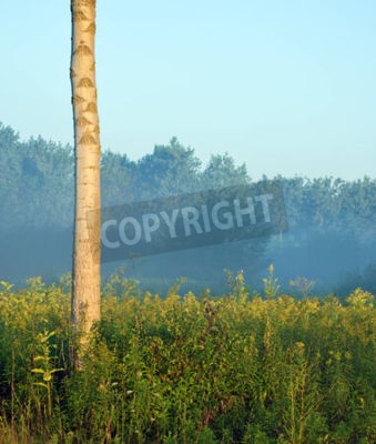 Papier peint  Bouleau sur un fond de forêt