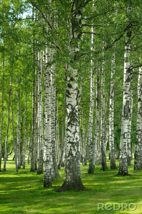 Papier peint  Bouleaux 3D au printemps