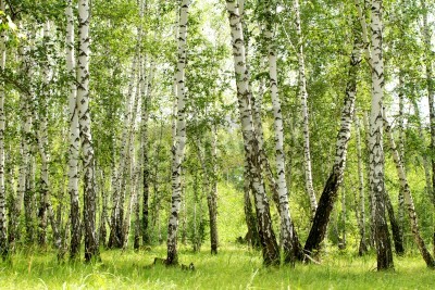 Papier peint  Bouleaux 3D dans la forêt