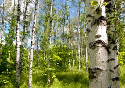 Papier peint  Bouleaux 3D et herbe verte