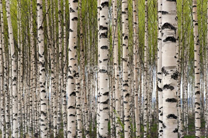 Papier peint  Bouleaux