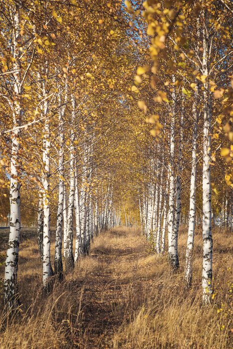 Papier peint  Bouleaux à la fin de l'automne