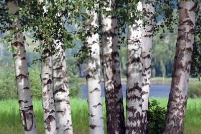 Papier peint  Bouleaux au bord de l'eau