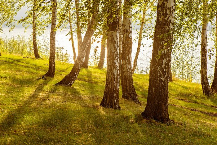 Papier peint  Bouleaux au bord de la rivière