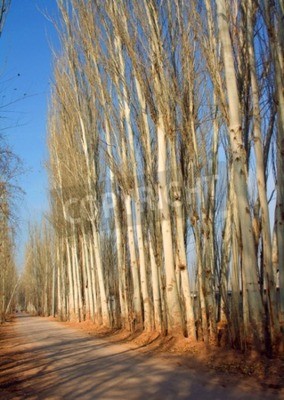 Papier peint  Bouleaux au bord de la route