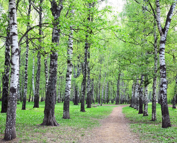 Papier peint  Bouleaux au bord du chemin