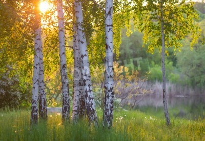 Papier peint  Bouleaux au bord du lac