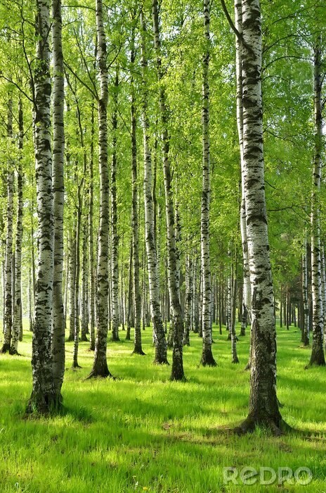 Papier peint  Bouleaux au printemps