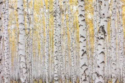 Papier peint  Bouleaux avec des feuilles jaunes