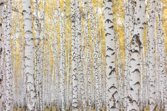 Papier peint  Bouleaux avec des feuilles jaunes