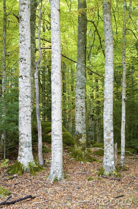 Papier peint  Bouleaux blancs dans le fond de la forêt