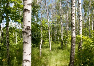 Papier peint  Bouleaux, buissons verts et herbe