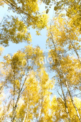 Papier peint  Bouleaux contre le ciel