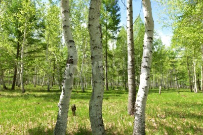 Papier peint  Bouleaux courbés