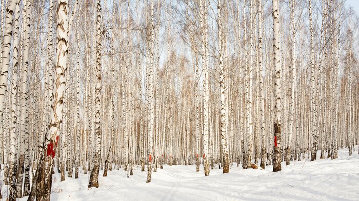 Papier peint  Bouleaux couverts de neige dans la forêt