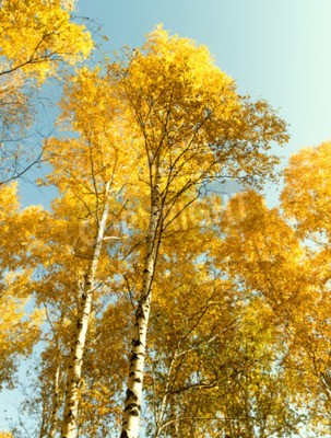 Papier peint  Bouleaux d'automne contre le ciel