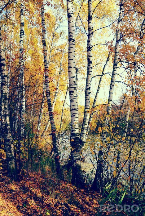 Papier peint  Bouleaux d'automne et feuilles sèches