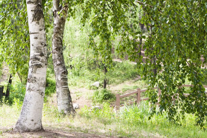 Papier peint  Bouleaux d'été