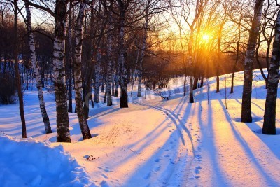 Papier peint  Bouleaux d'hiver au coucher du soleil