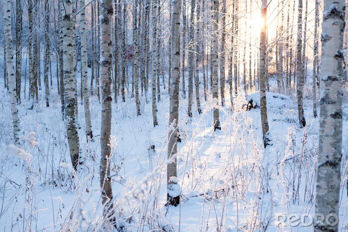 Papier peint  Bouleaux d'hiver au soleil