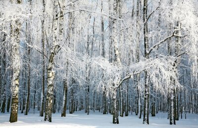 Papier peint  Bouleaux d'hiver dans la forêt