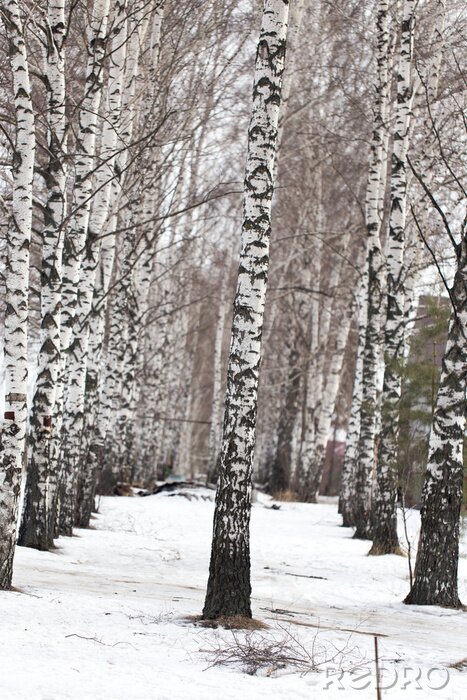 Papier peint  Bouleaux d'hiver dans la neige