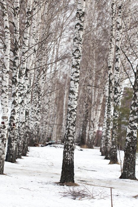 Papier peint  Bouleaux d'hiver dans la neige