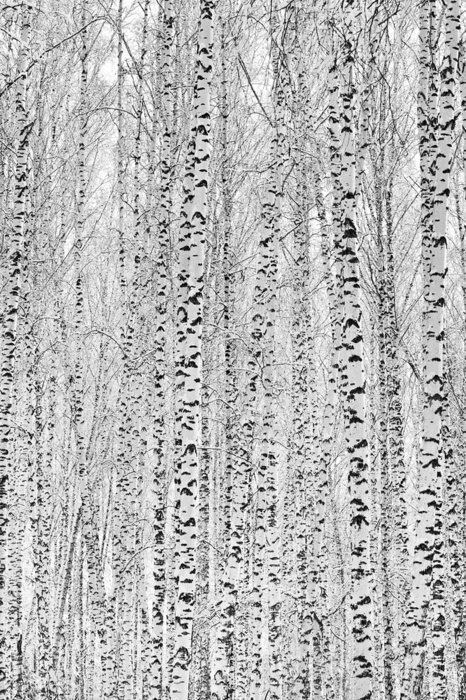 Papier peint  Bouleaux d'hiver en 3d