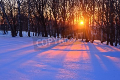 Papier peint  Bouleaux d'hiver et coucher de soleil