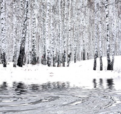Papier peint  Bouleaux d'hiver et lac