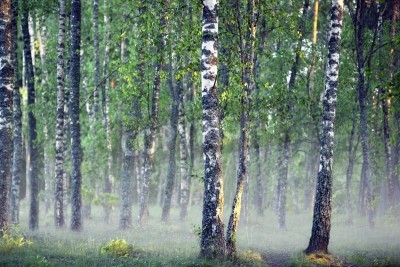 Papier peint  Bouleaux dans la brume