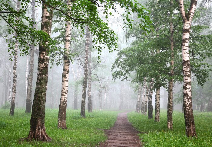 Papier peint  Bouleaux dans la brume au printemps