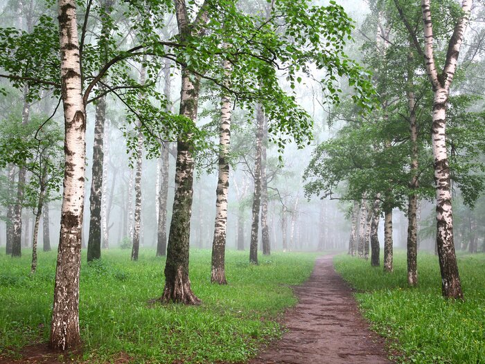 Papier peint  Bouleaux dans la brume et un chemin