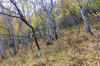Papier peint  Bouleaux dans la forêt d'automne