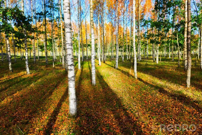 Papier peint  Bouleaux dans la forêt en automne