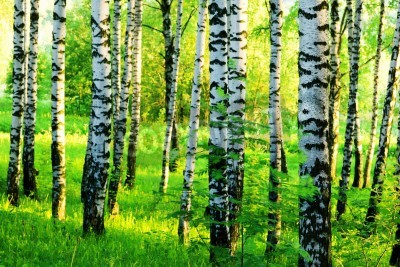 Papier peint  Bouleaux dans la lumière du matin