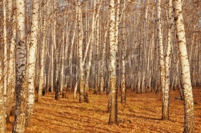 Papier peint  Bouleaux dans la lumière du soleil
