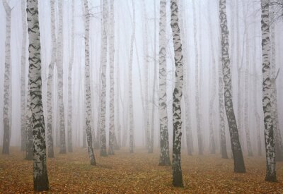 Bouleaux dans le brouillard dans la forêt