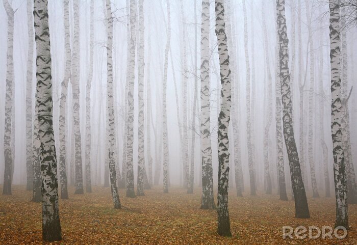 Papier peint  Bouleaux dans le brouillard dans la forêt
